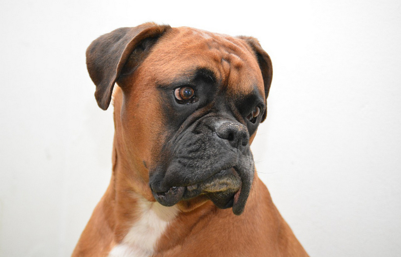 Top 10 rasa di cacho cu mas kebrante di salud