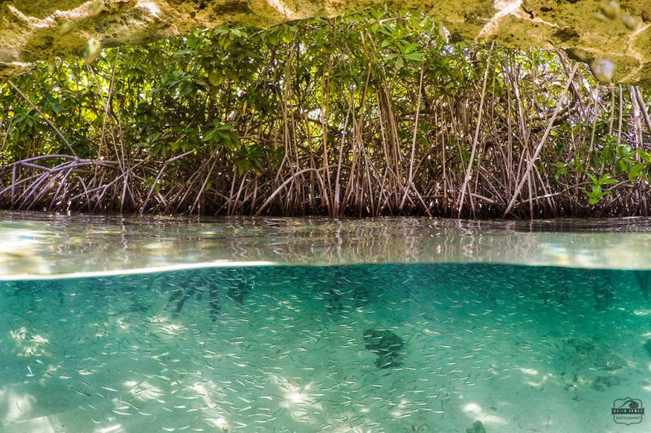 Pakico mangel ta asina importante?